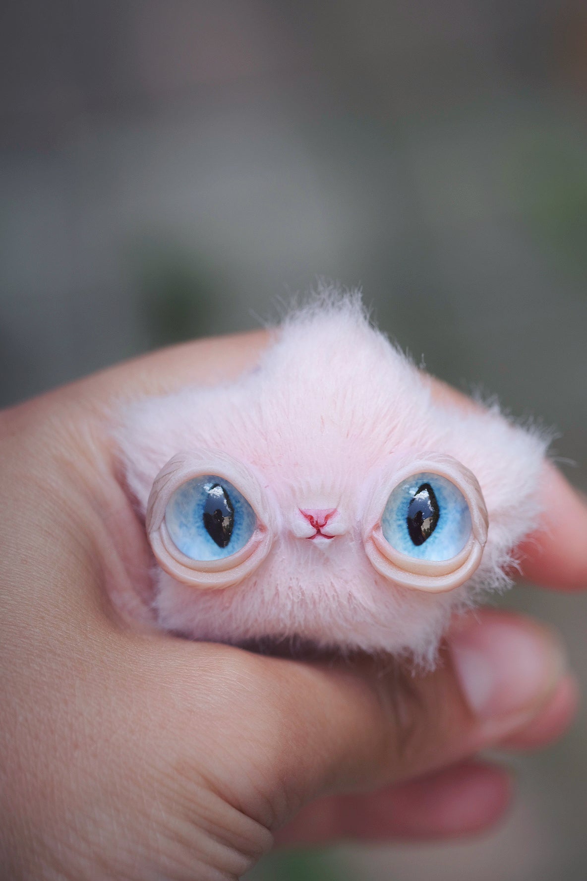Star Kitty