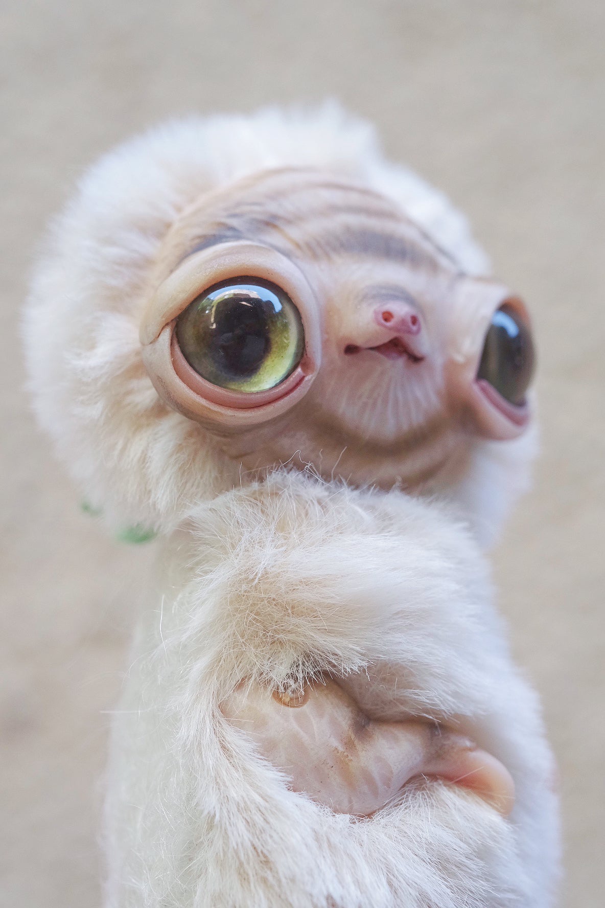 Albino Sloth
