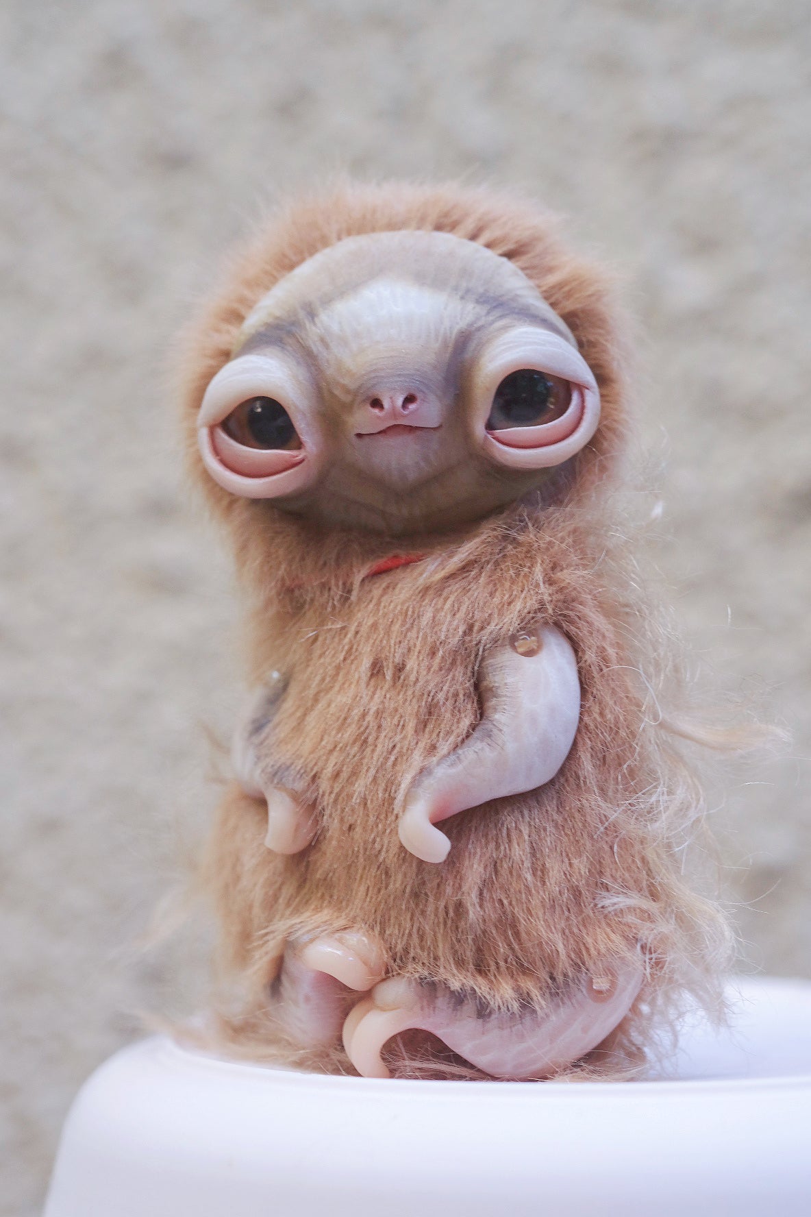 Little Sloth