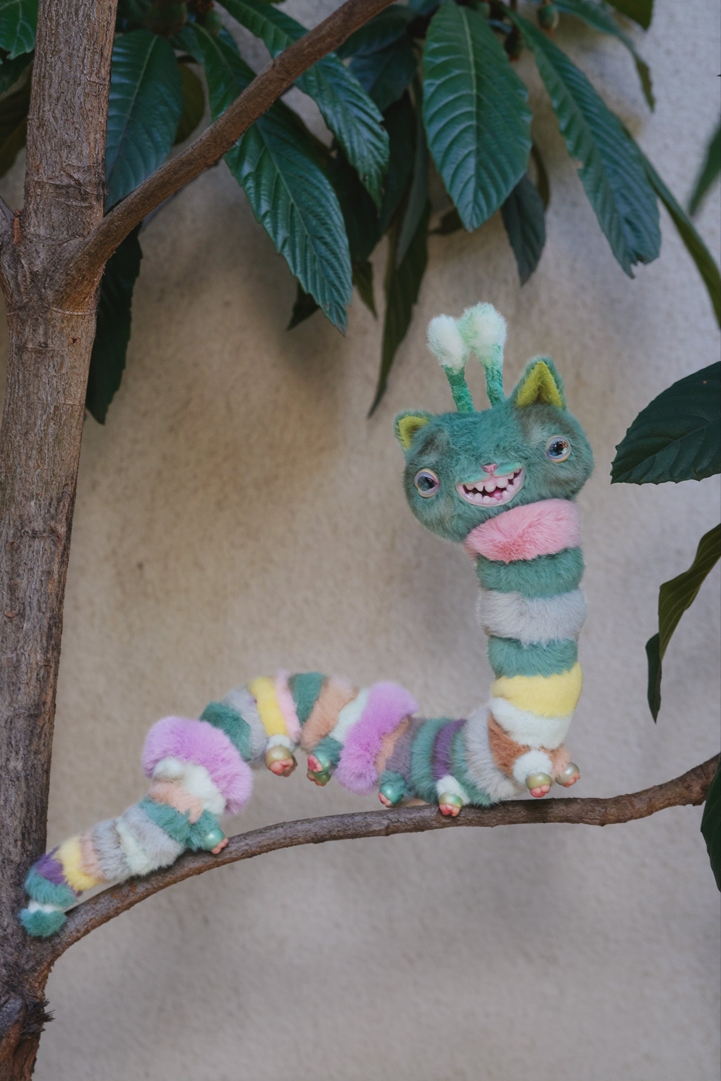 Kitty Caterpillar
