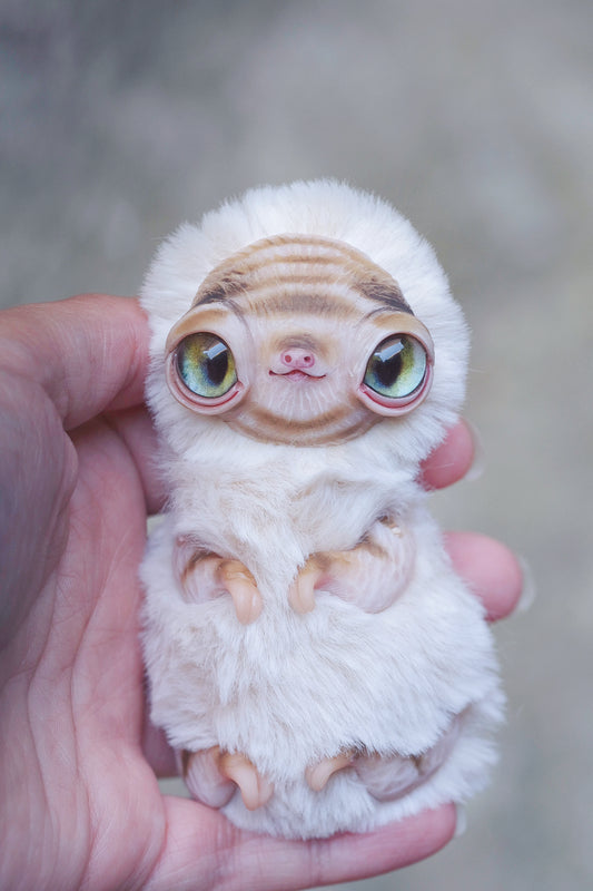 Albino Sloth