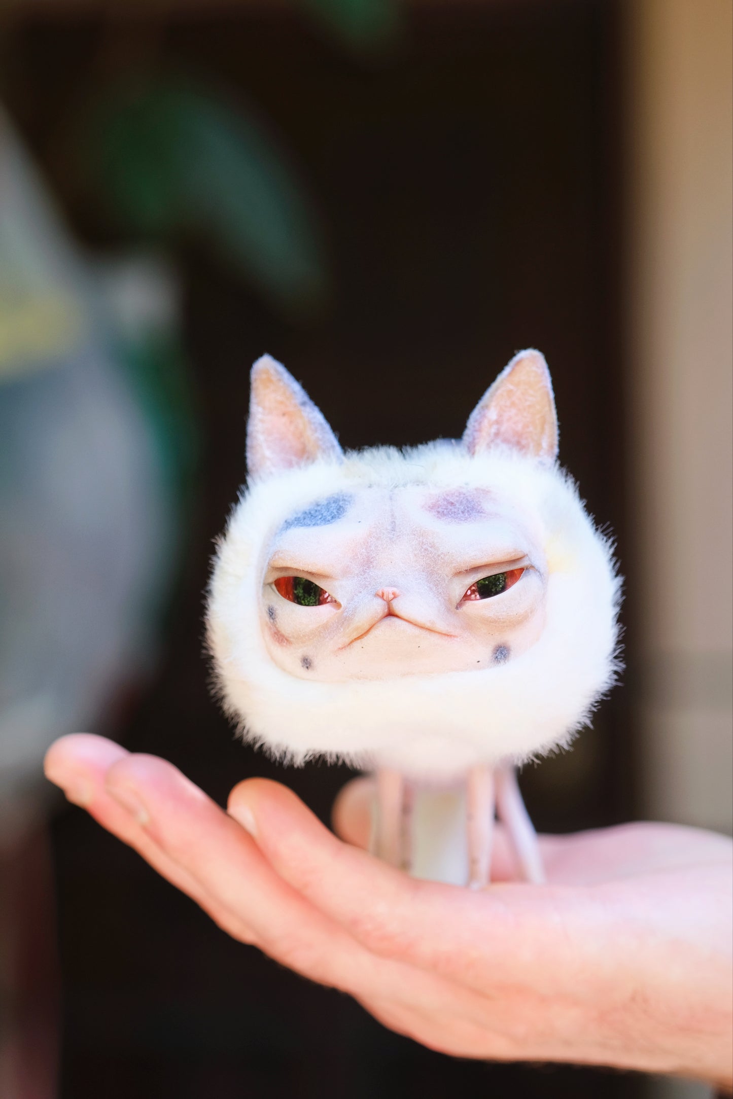 Grumpy Kitty Snail