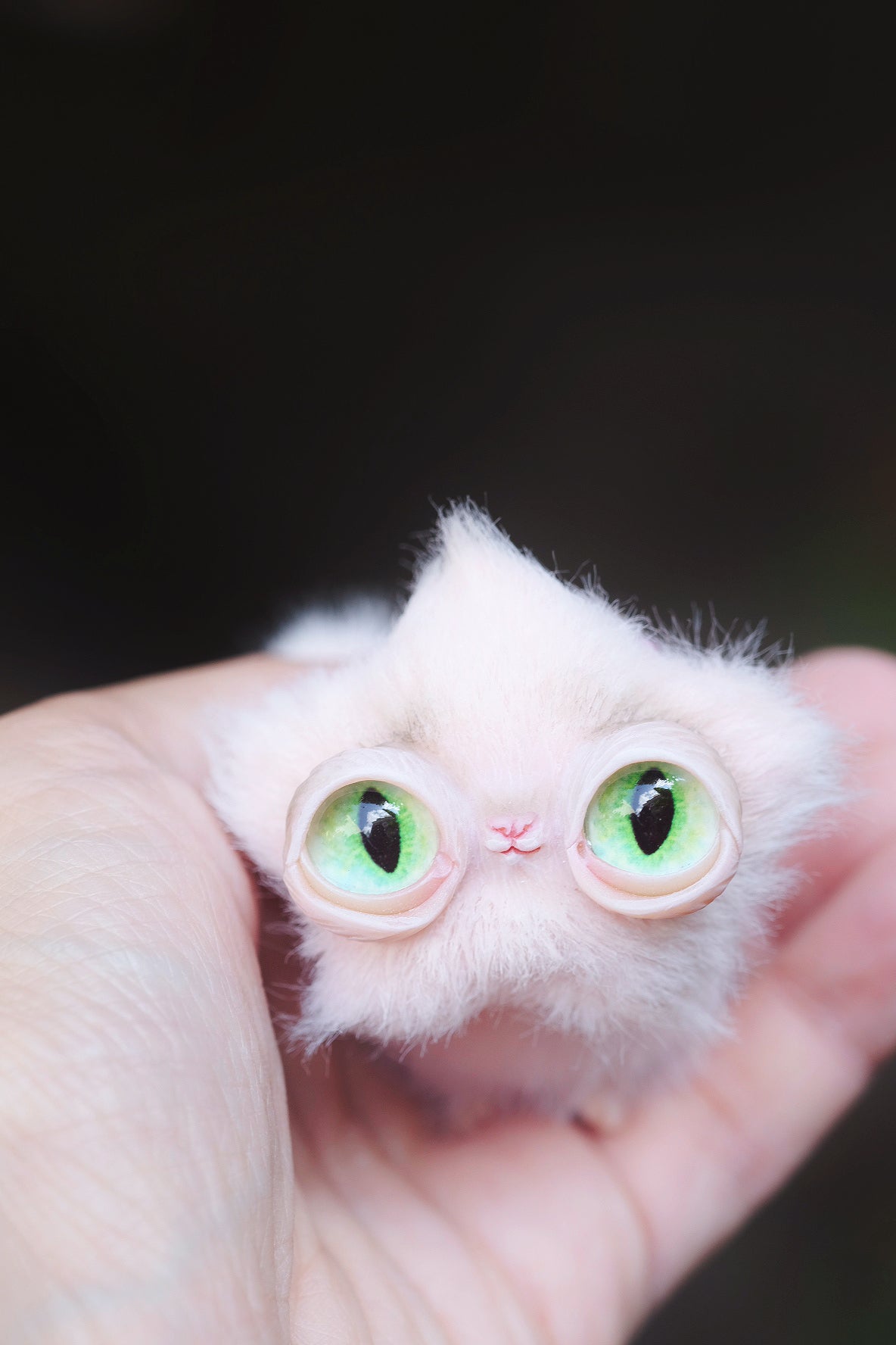 Star Kitty