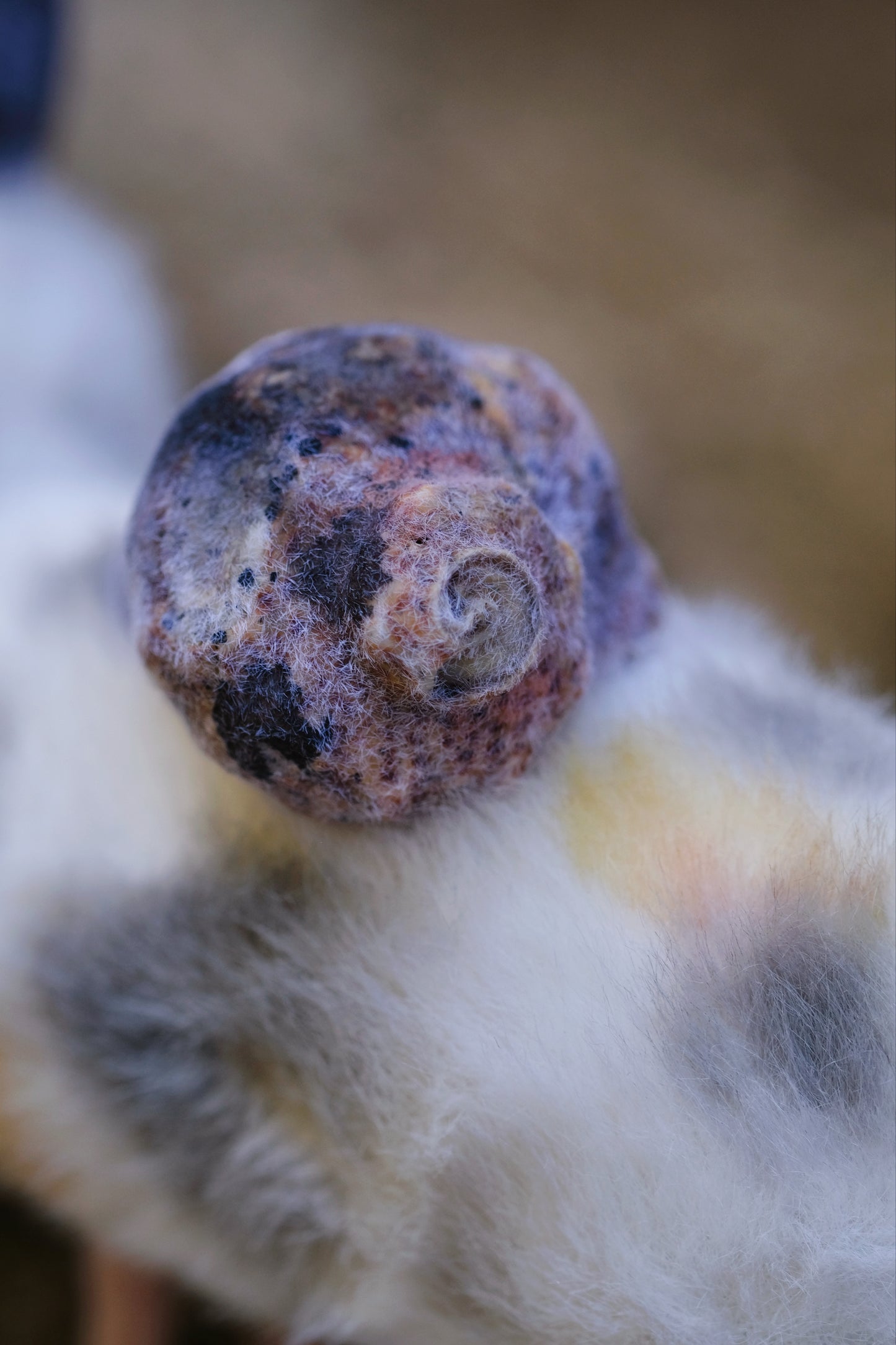 Grumpy Kitty Snail