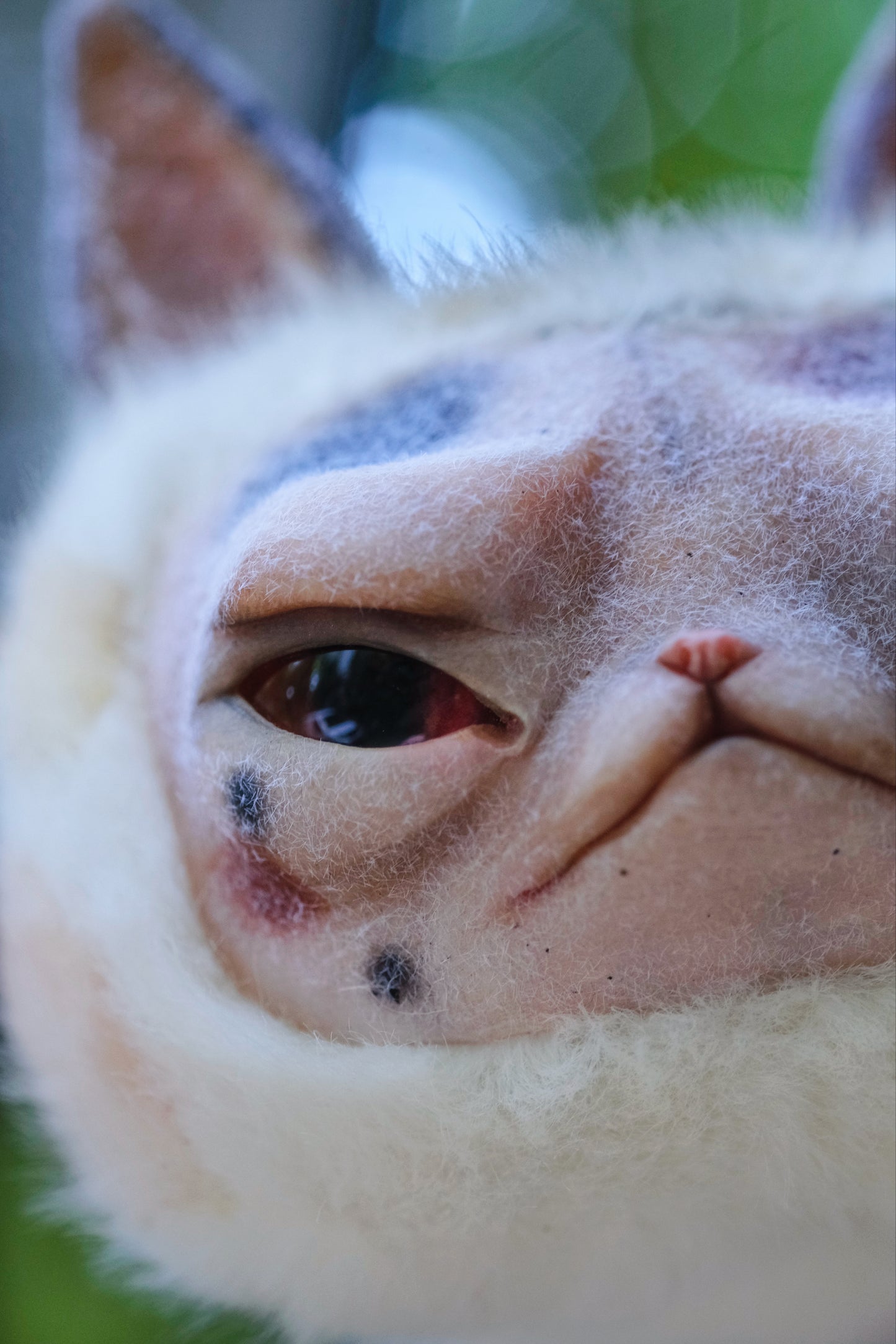 Grumpy Kitty Snail