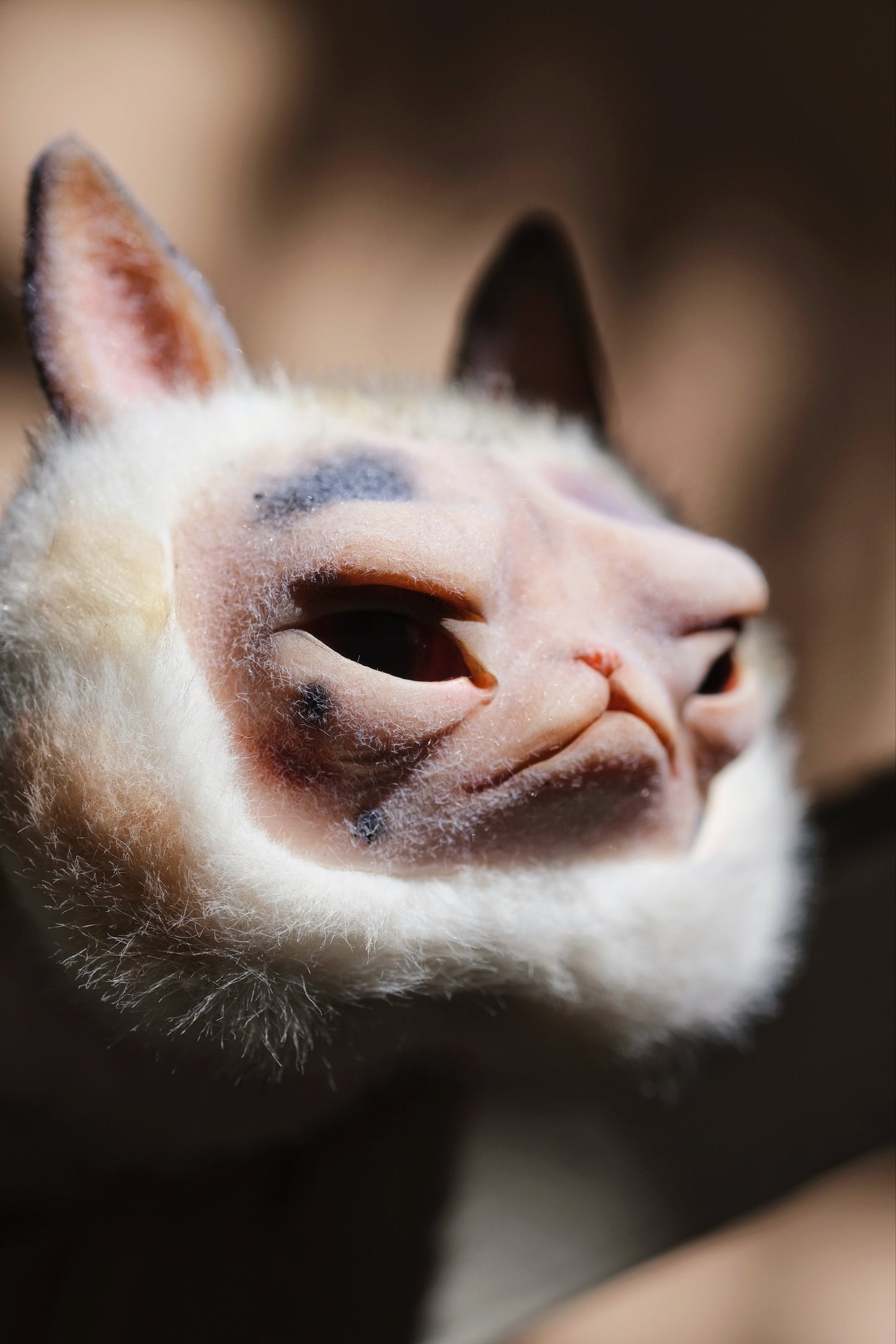 Grumpy Kitty Snail