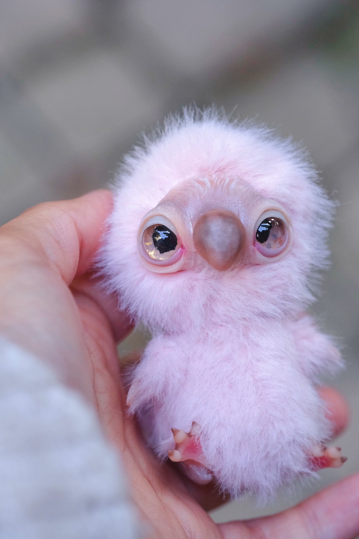 Pink Dodo Bird