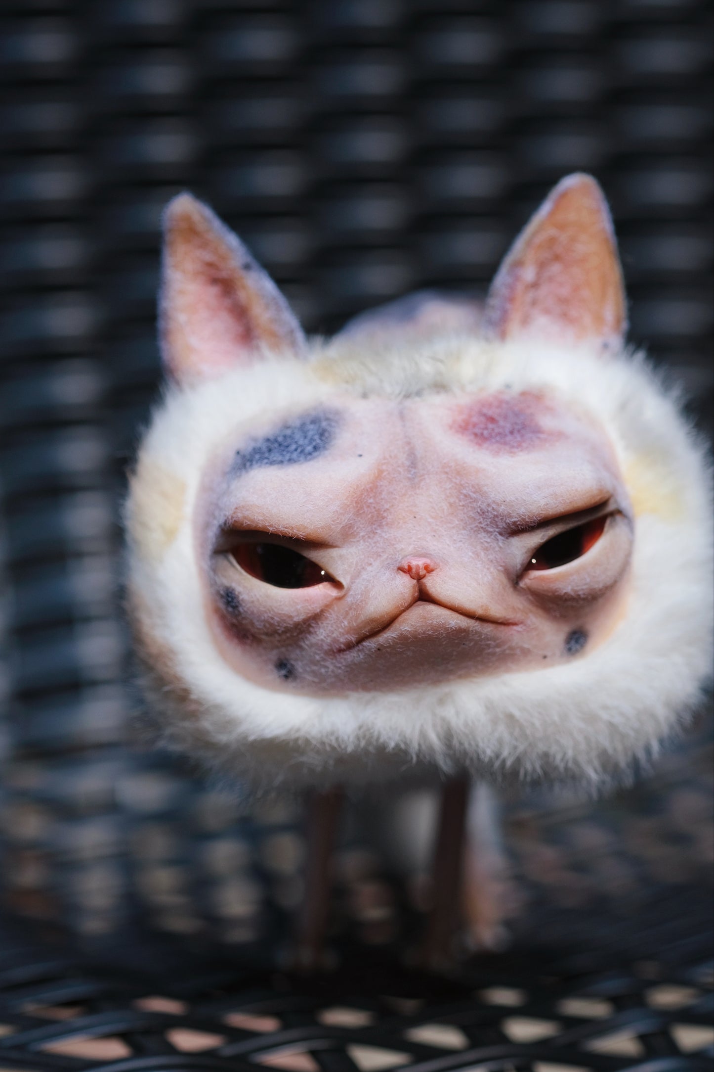 Grumpy Kitty Snail