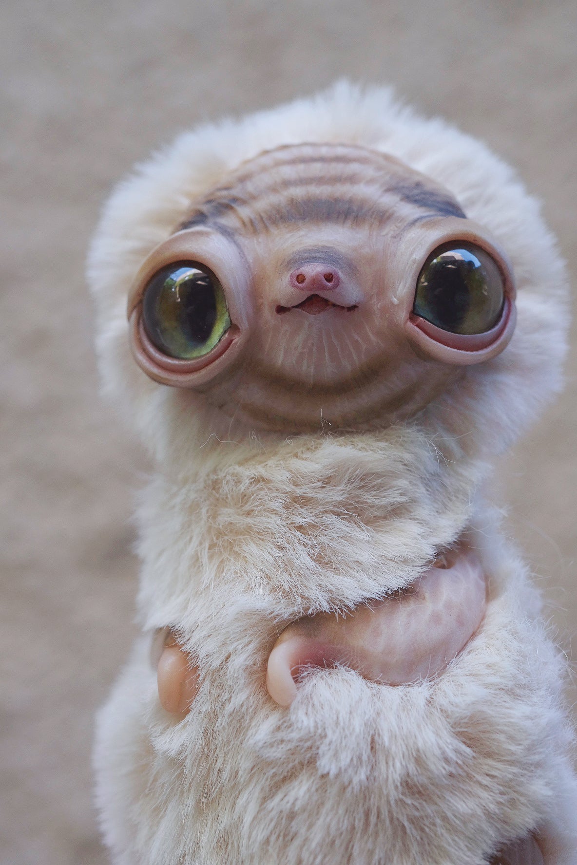 Albino Sloth
