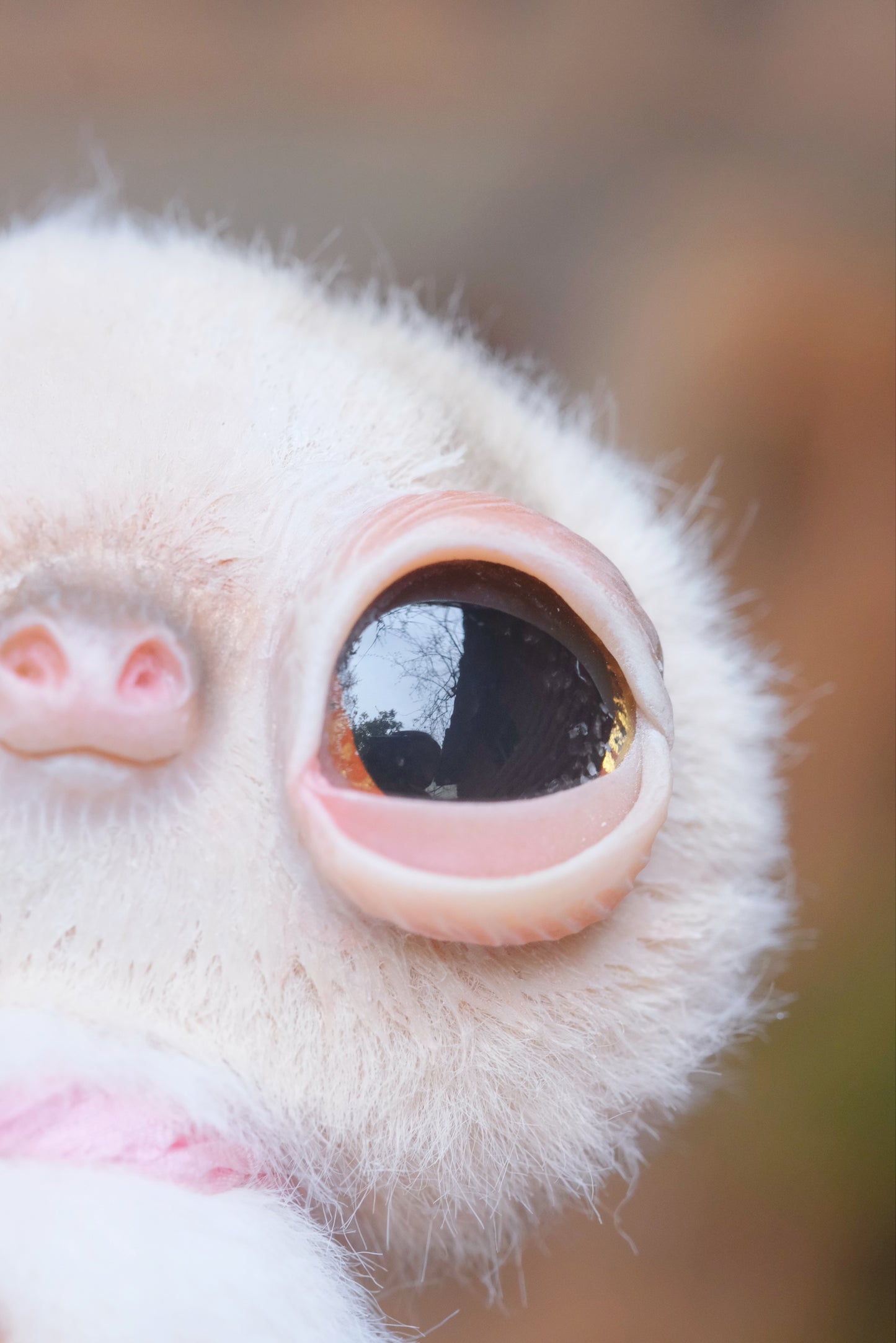 Cute Sloth