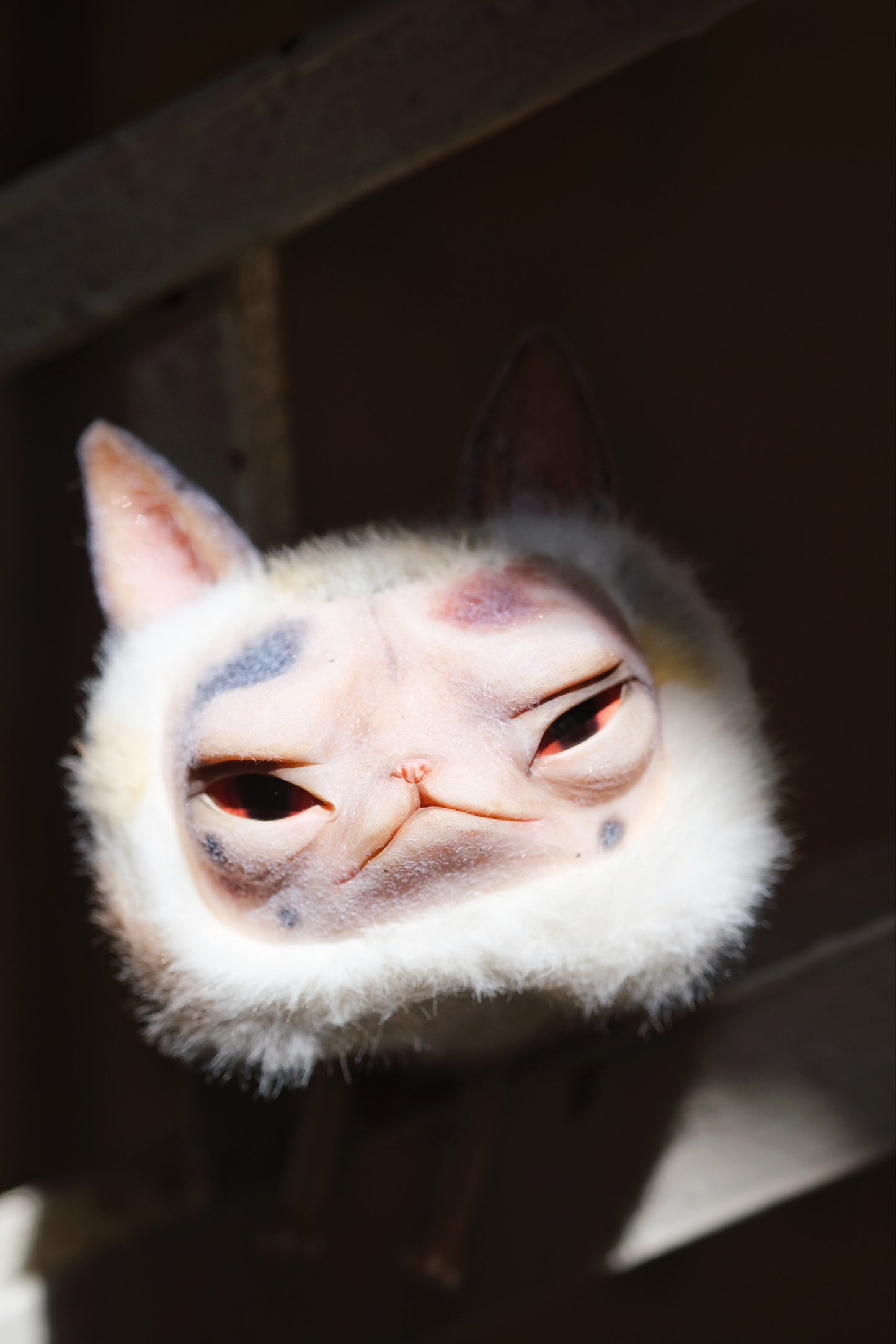 Grumpy Kitty Snail