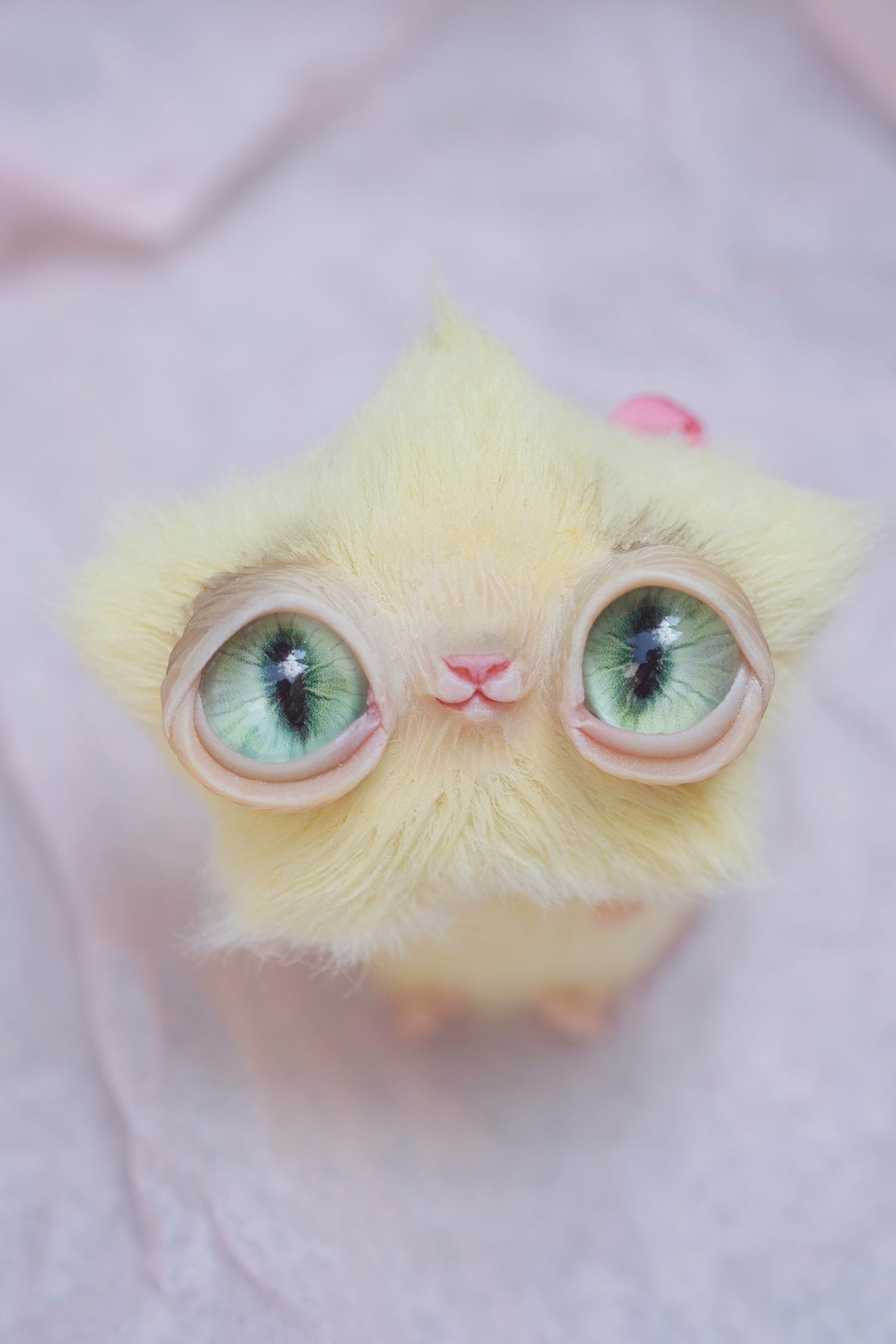 Star Kitty
