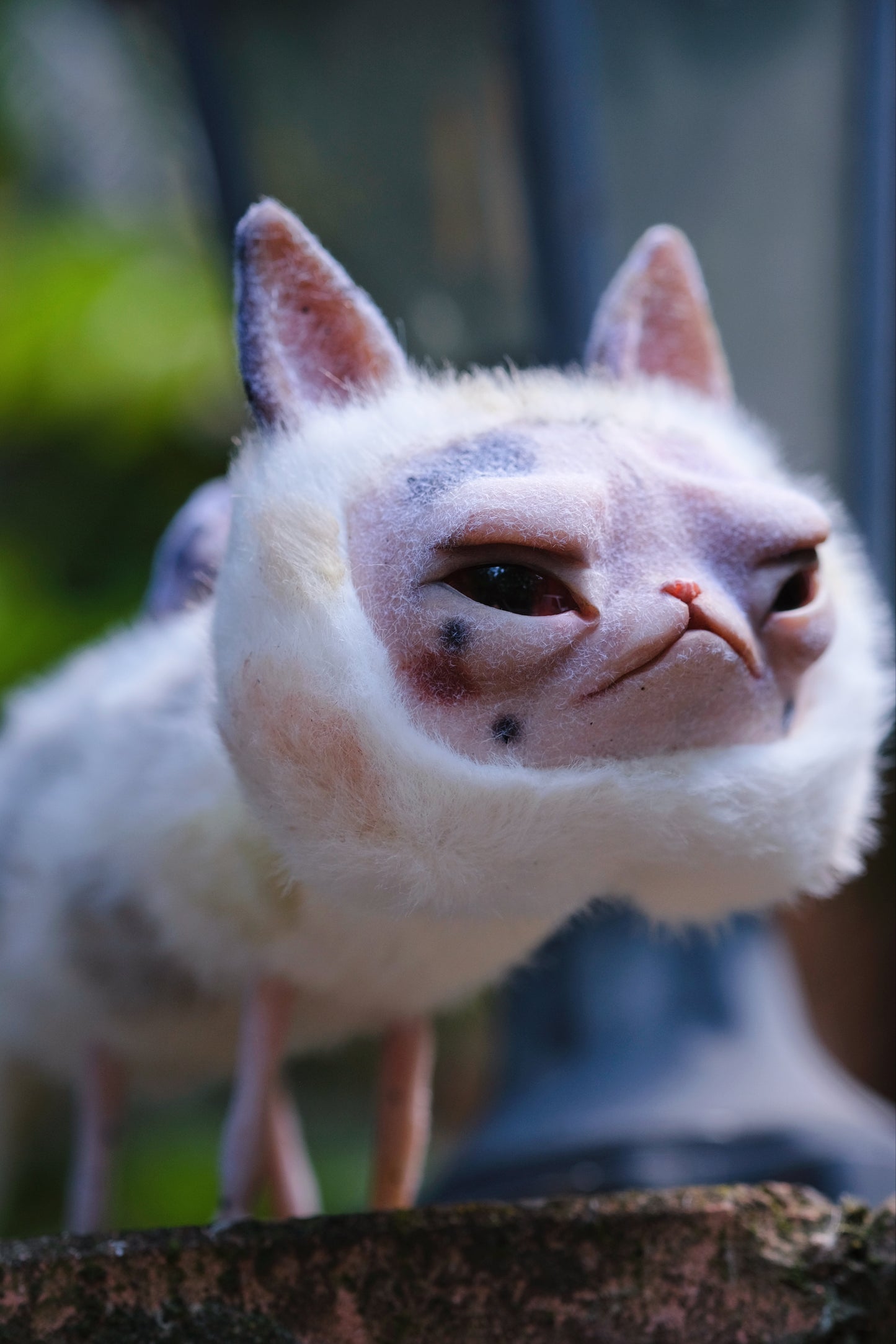 Grumpy Kitty Snail