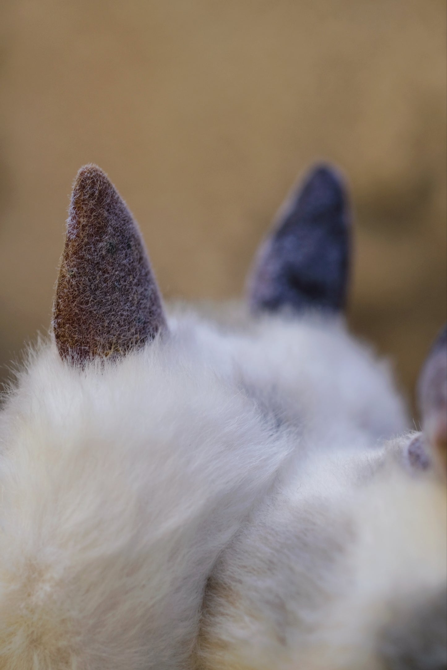 Grumpy Kitty Snail