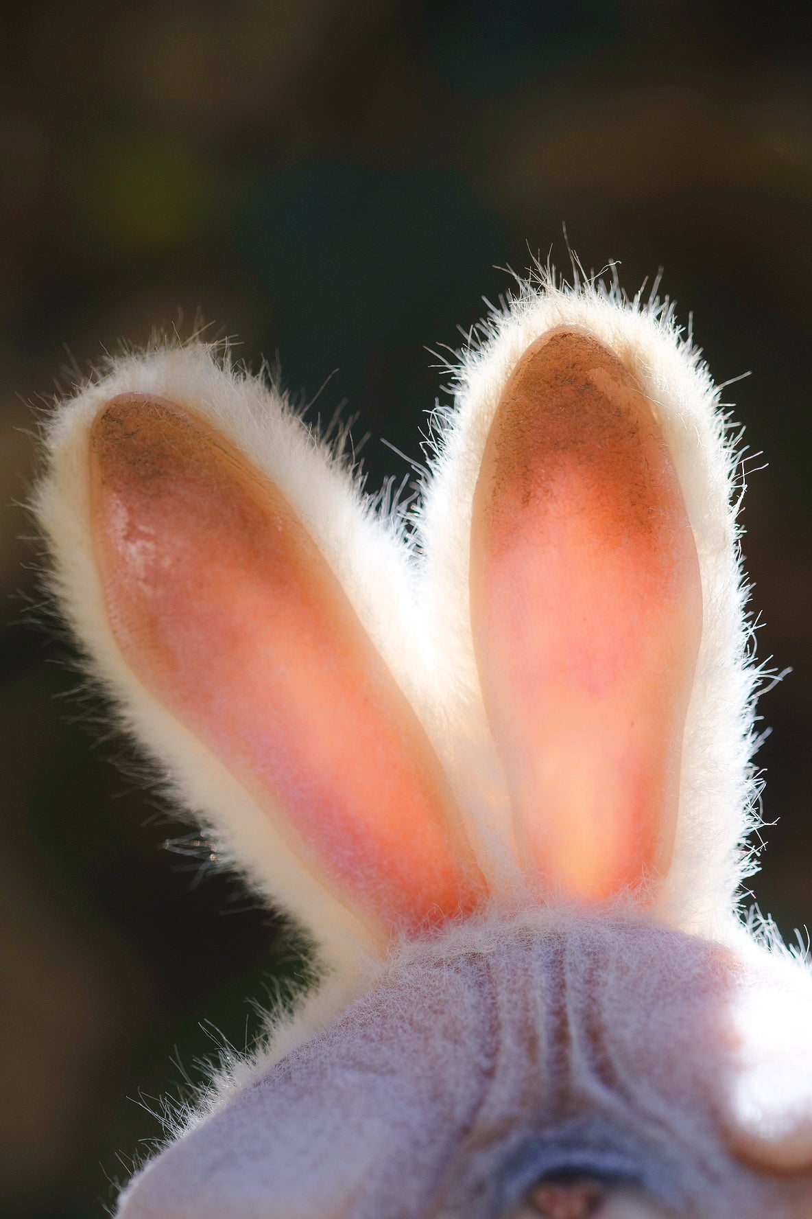 Grumpy Kitty Bunny
