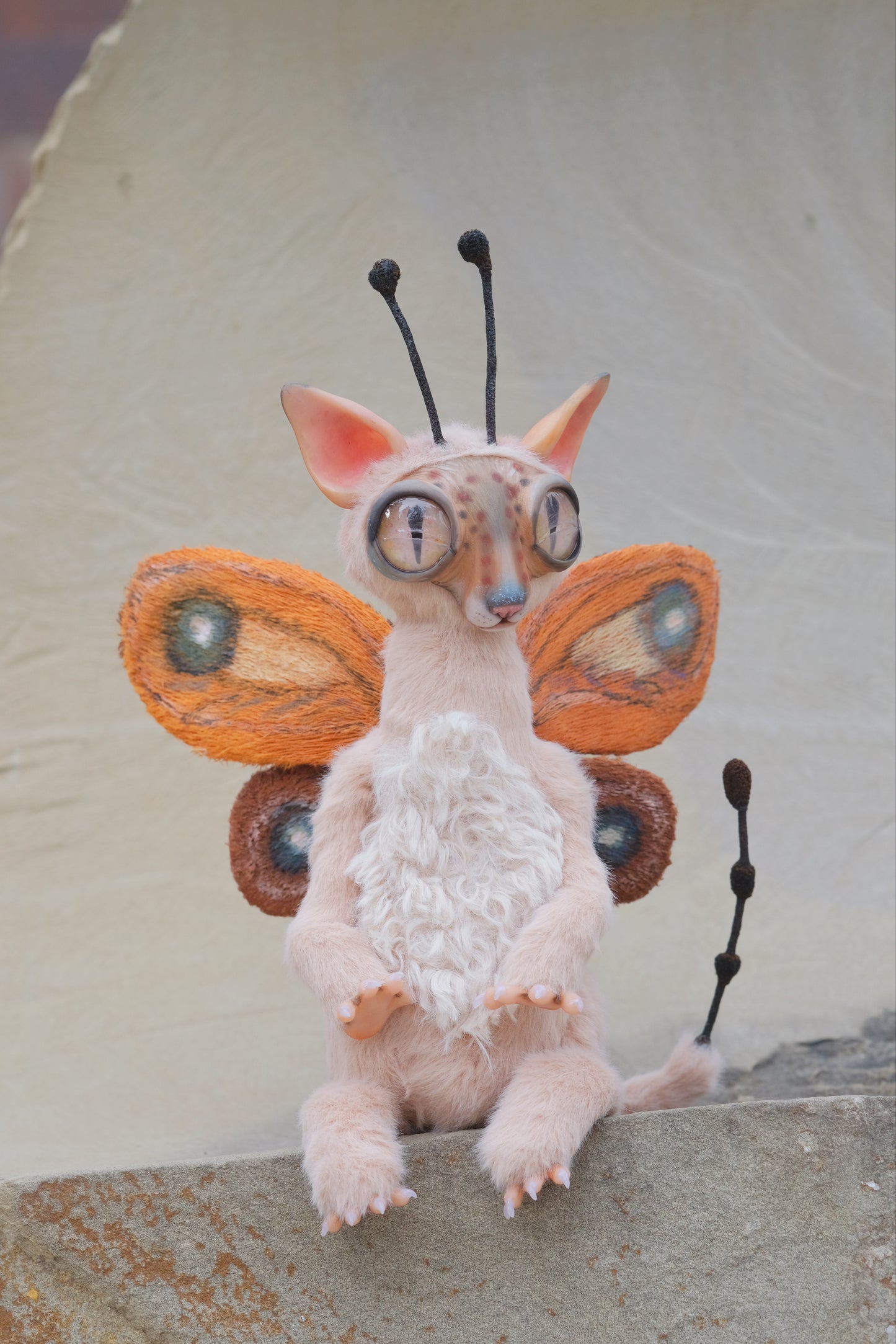 Cat Butterfly